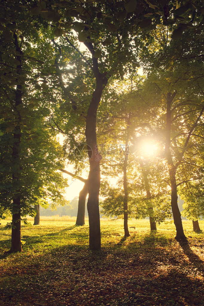 太阳的光穿过公园的树林穿透图片