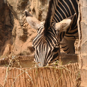 斑马在公共动物园吃干草图片
