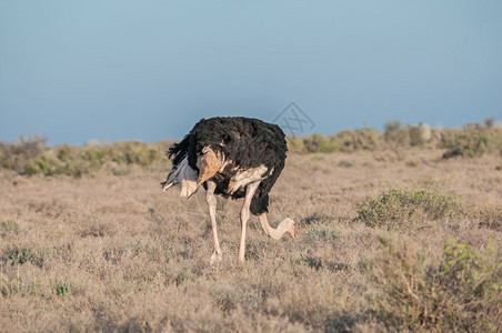 南非Karoo公园OstrichStruuthiocu图片