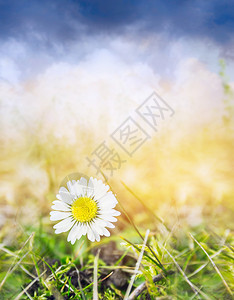 春天草地和天空上的雏菊花自然背景图片