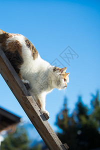 母猫在蓝天下从木梯上走图片