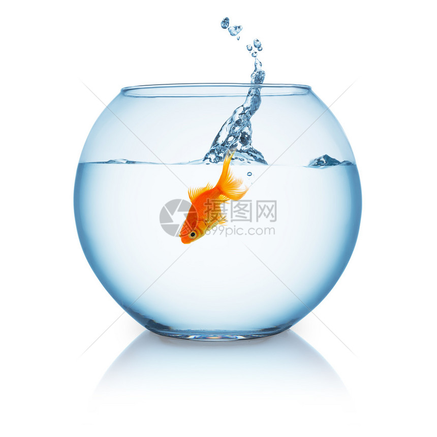 金鱼跳跃的鱼卵在白色背景上被孤立以5D标记II图片