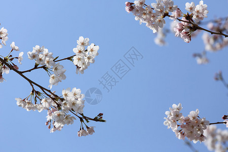 樱花春天开花的分支在蓝天的图片