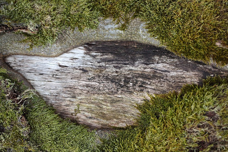 以苔藓为背景的老木头图片