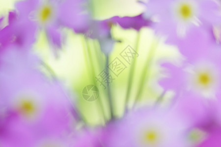 美丽的抽象花朵PrimulaFalinos图片