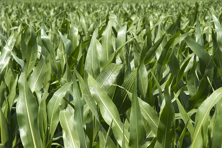 夏天的一片绿色玉米地背景图片