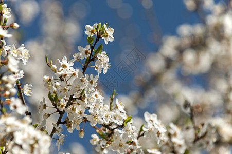 春天盛开的樱花映衬着蓝天图片
