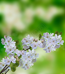 开花的苹果树图片