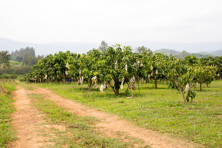 在果园种植芒果树图片
