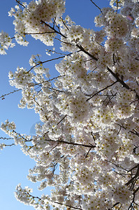 华盛顿特区的春天樱花树图片