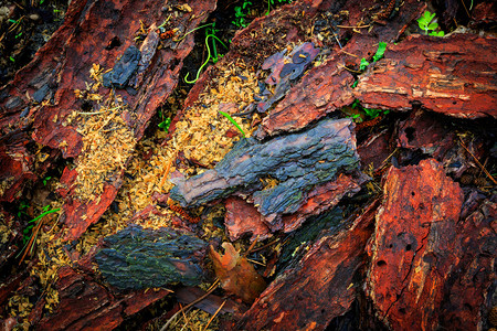 松树皮层抽象自然本底图片
