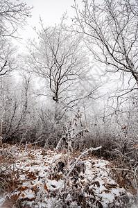 覆盖着白霜的树木生长在山上图片