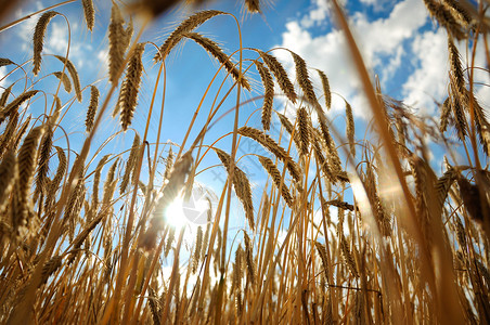 从底部夏日阳光下看到黑麦的近距离接近图片