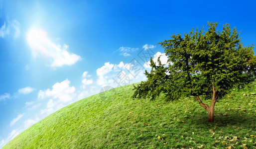 在一片绿色草地上的大孤独的树反对晴朗的天空反对蓝背景图片