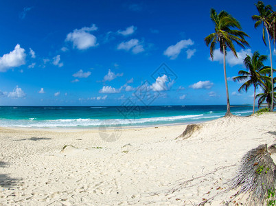 加勒比海滩和棕榈树Paradise假图片