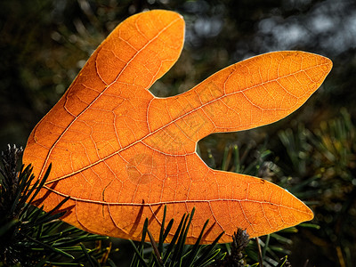 地面上的秋叶阳光透过图片
