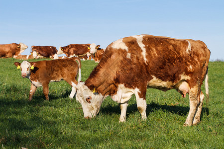 棕牛白奶牛大牛和背景图片