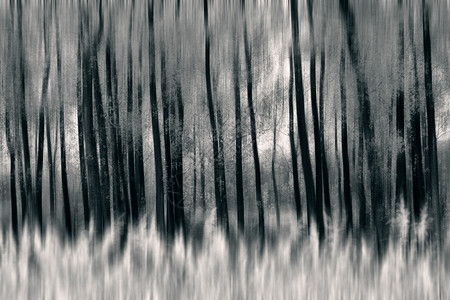 黑白的抽象模糊森林背景图片