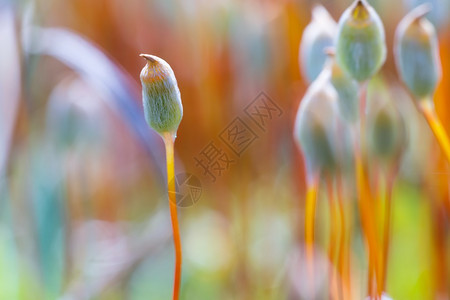 美丽开花的草地关闭森林植图片素材