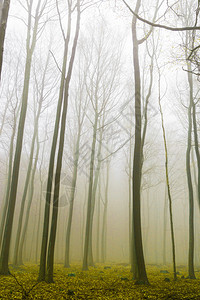 有雾和黄叶的梦幻森林图片