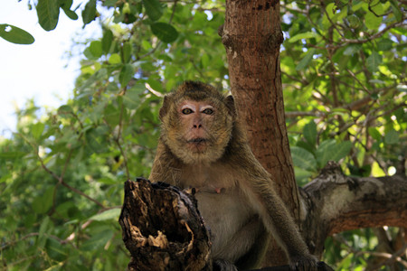 猴子肖像昏暗哈努曼高清图片