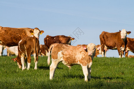 棕牛白奶牛大牛和背景图片