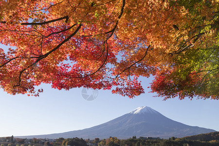 这张照片是在秋天的富士山周边地区拍摄的图片