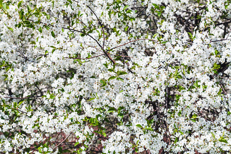 春日樱花白图片