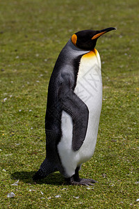 国王企鹅福克兰群岛图片