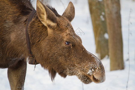 麋鹿特写冬天在驼鹿农场图片