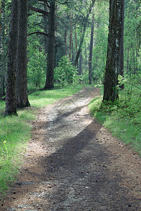 芬兰蜿蜒的小路野林中的道路图片