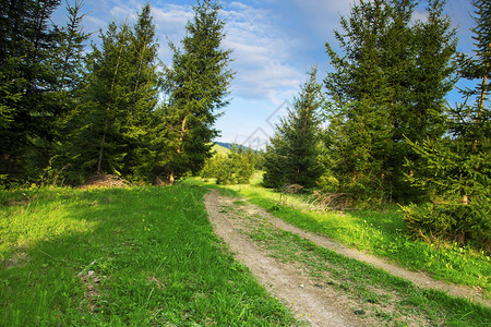 Fir树林绿色植被Meadows和亮蓝天空美丽的农村景象的自然图片