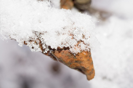冬天的背景雪下的树枝上有结冰的叶子图片