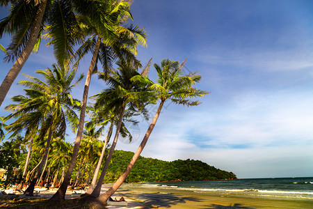 海和椰子棕榈热带夏天风景图片