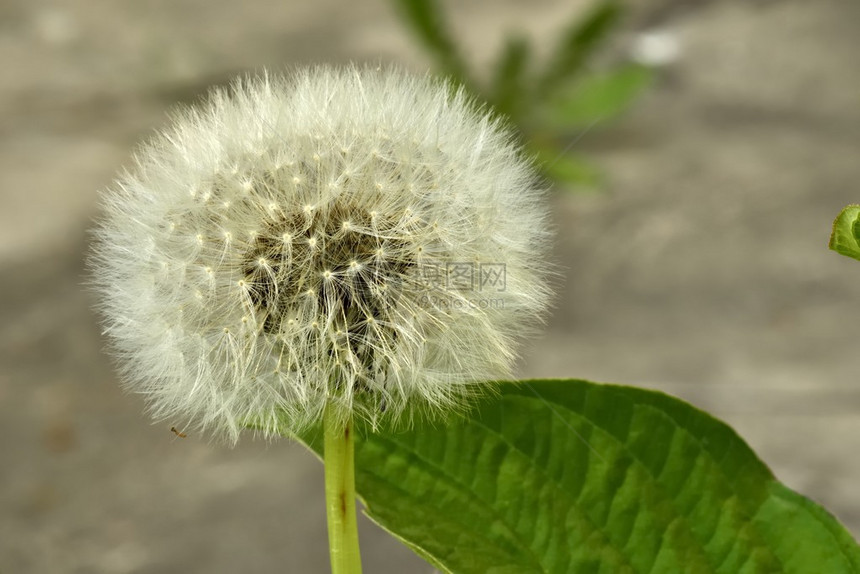 这些花朵在黎明的光芒图片