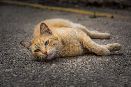 在路上放松的红猫图片