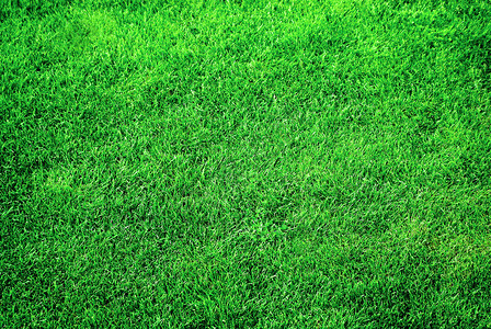 院子或公园里郁葱的绿草坪的细节图片