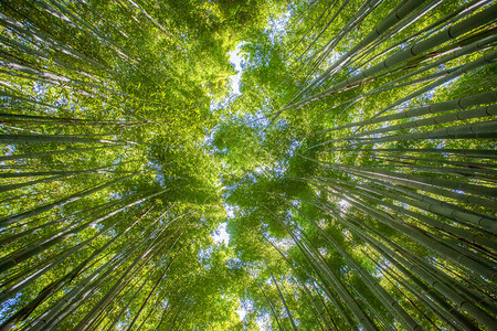 京都岚山旅游区美丽的竹林图片