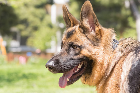 德国牧羊犬肖像图片