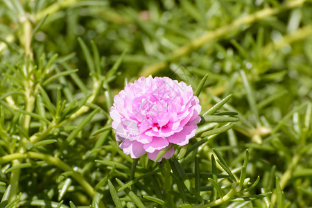 马齿苋是开花植物马齿苋科的模式属背景图片
