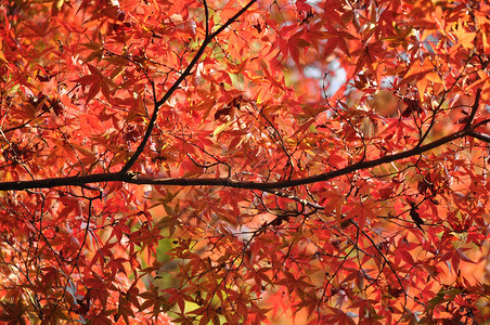 日本秋天的红橙枫叶图片