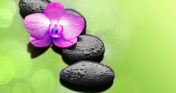 花粉色兰花和黑色石头水疗概念背景图片
