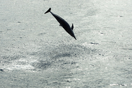 海豚从水中跳出夏威图片