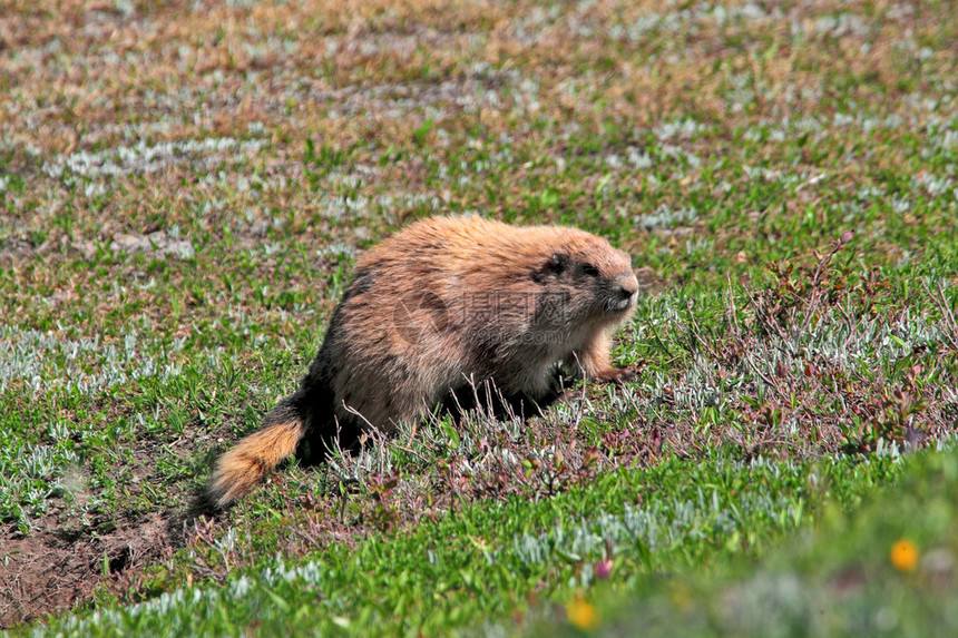 美国奥运NP绿色湿草地上的奥林匹克马莫塔山Marmotaol图片