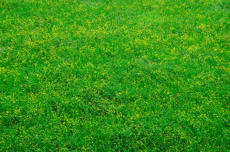 大自然中的绿色鲜花草甸图片