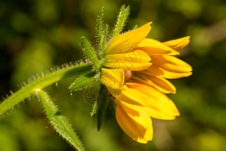 RudbeckiaHirta花Asteraceaesppkwnon的宏包图片