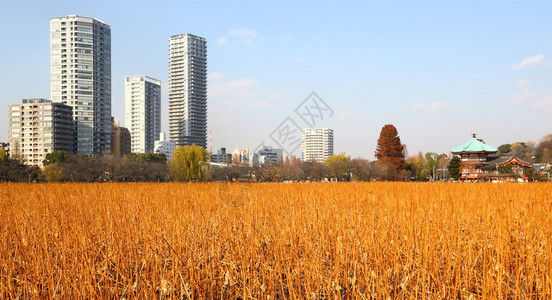 东京市中心大楼图片