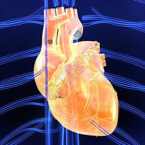 人的心脏人体解剖学图片