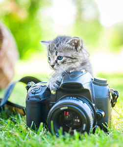 带着无名相机的小猫图片