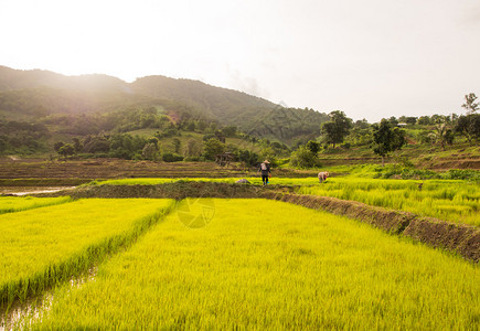 田里的农民泰国的水稻插秧图片
